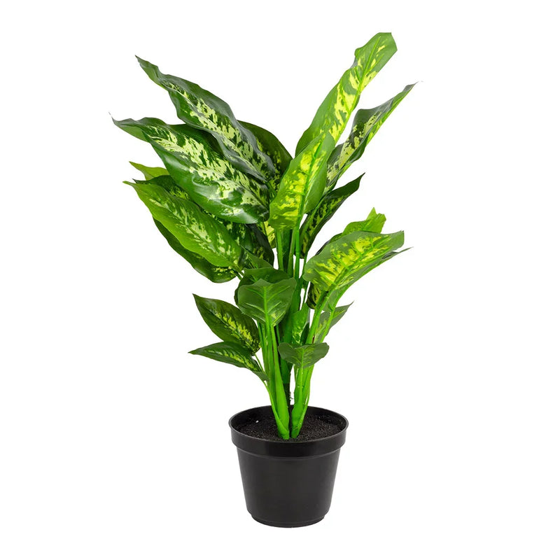 Potted Plant - Dieffenbaachia 49cm - Plant