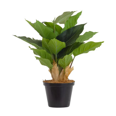 Potted Plant - Glory Leaf 36cm - Herb Ball