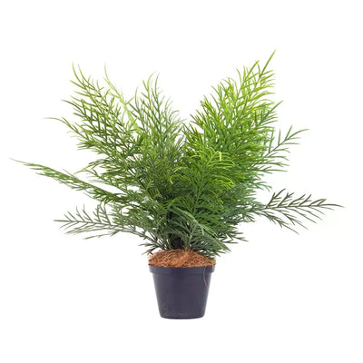 Potted Plant - Lush 45cm - Herb Ball