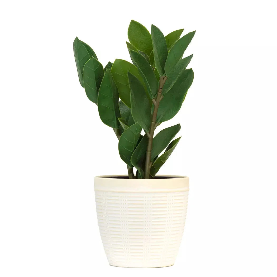 Potted Plant - Lush Leaves - Herb Ball