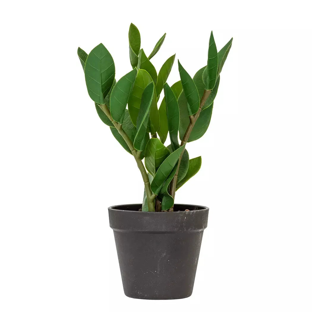 Potted Plant - Lush Leaves - Herb Ball