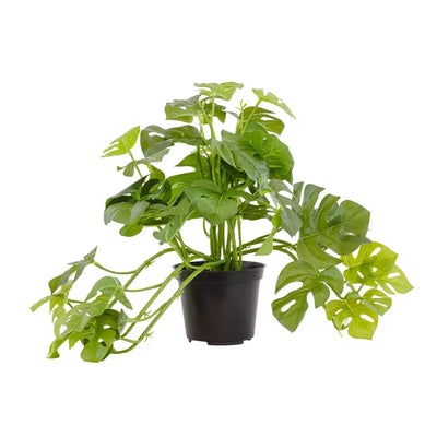 Potted Plant - Philodendron 28cm - Herb Ball