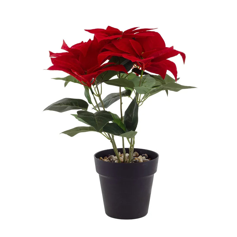 Potted Plant - Poinsettia 40cm - Plant