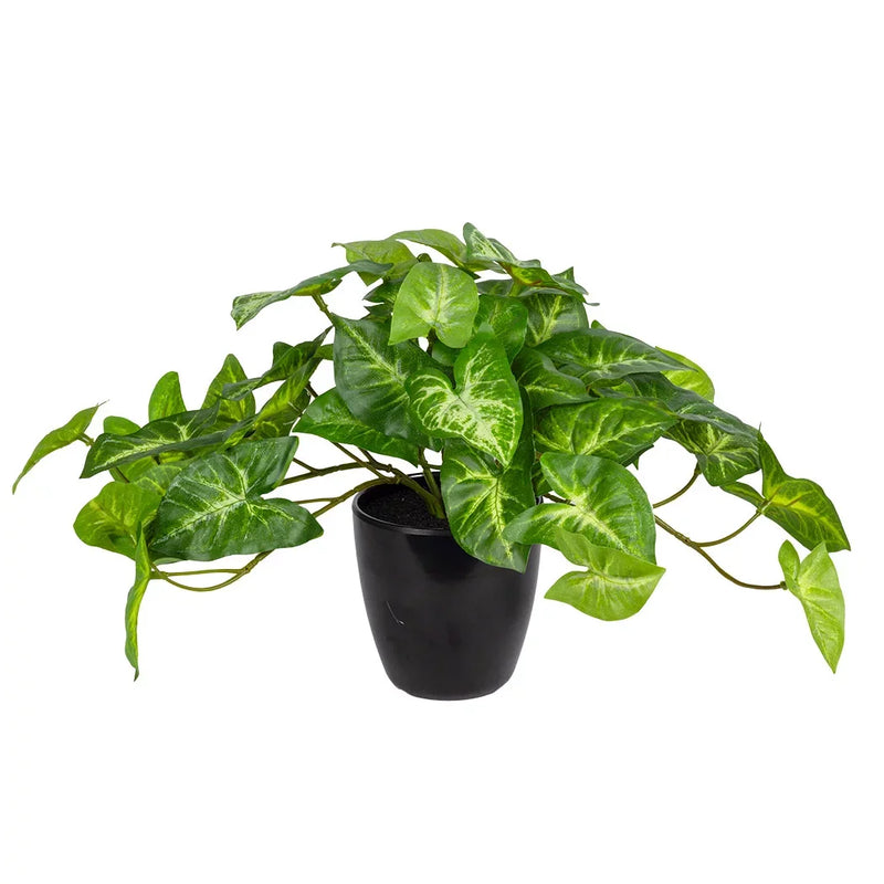 Potted Plant - Syngonium Bush - Plant