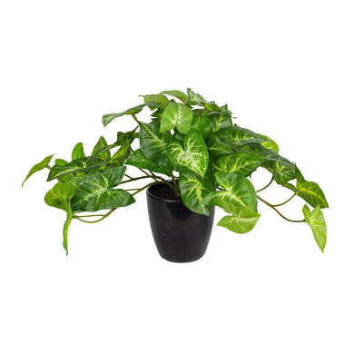 Potted Plant - Syngonium Bush - Plant
