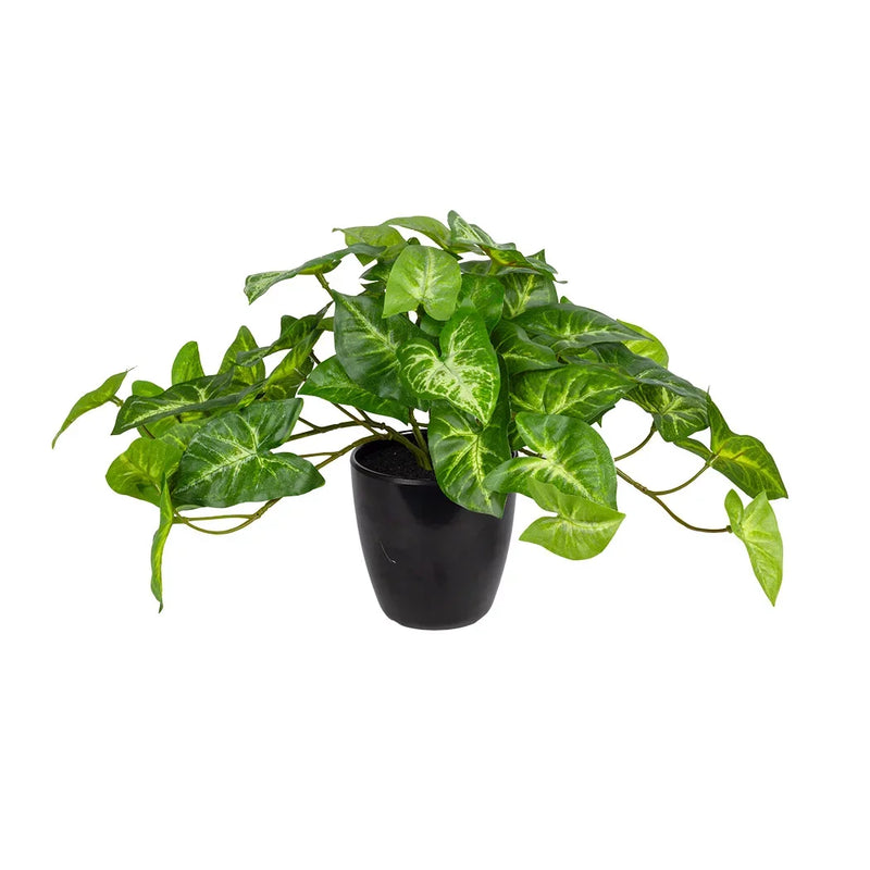 Potted Plant - Syngonium Bush - Plant