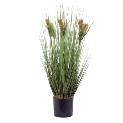 Potted Plant - Tall Bottlebrush Grass Bush 65cm - Plant