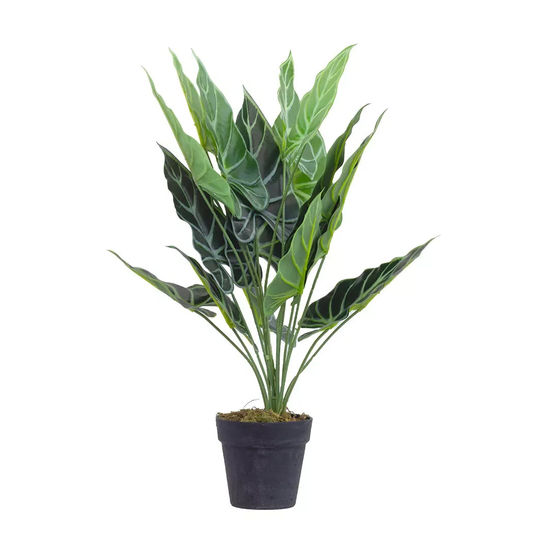 Potted Plant - Taro 66cm - Herb Ball