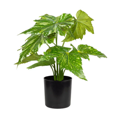 Potted Plant - Wax Begonia - Plant