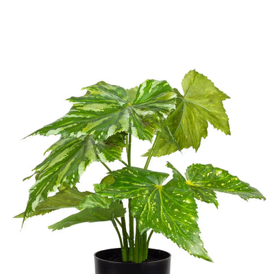 Potted Plant - Wax Begonia - Plant