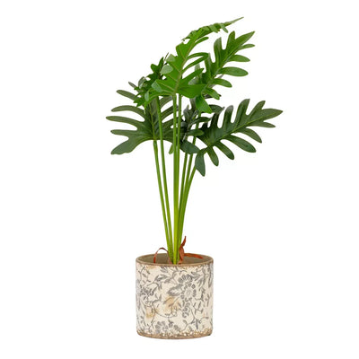 Potted Plant - Xanadu 55cm - Herb Ball