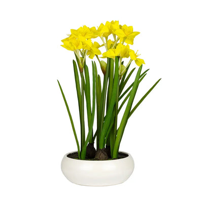Potted Plant - Yellow Daffodil 45cm - Plant