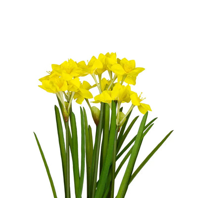 Potted Plant - Yellow Daffodil 45cm - Plant