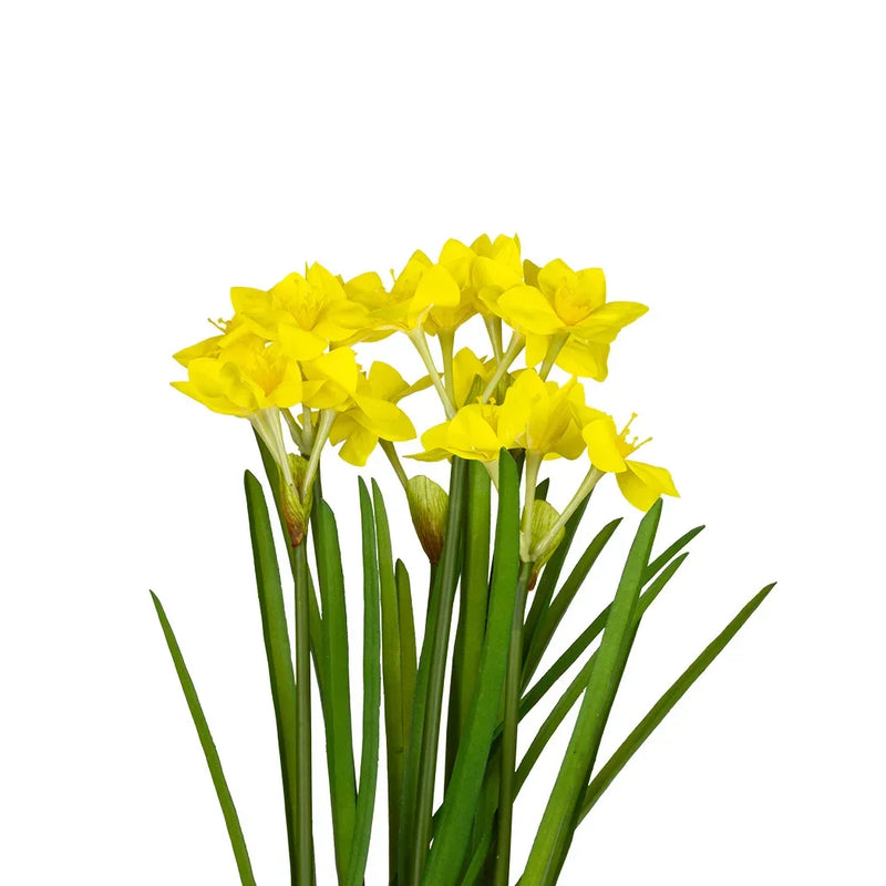Potted Plant - Yellow Daffodil 45cm - Plant