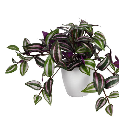Potted Plant - Zebra Bush - Plant