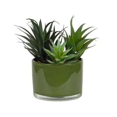 Potted Succulents - Green Glass Planter - Plant