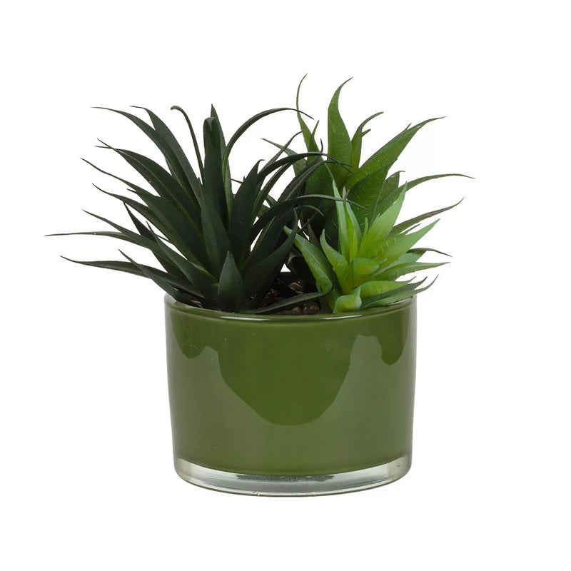 Potted Succulents - Green Glass Planter - Plant