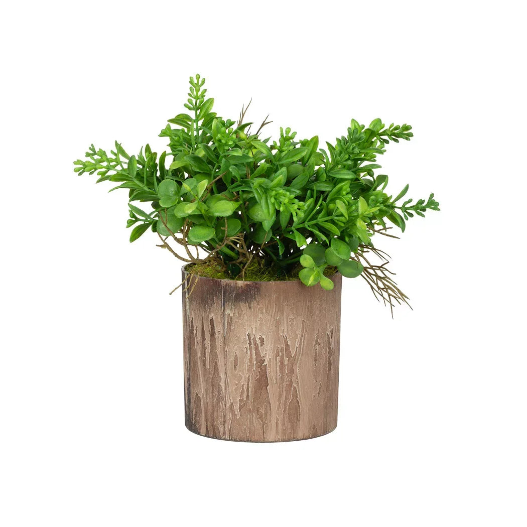 Potted Succulents - Small Coin Leaves 16cm - Plant