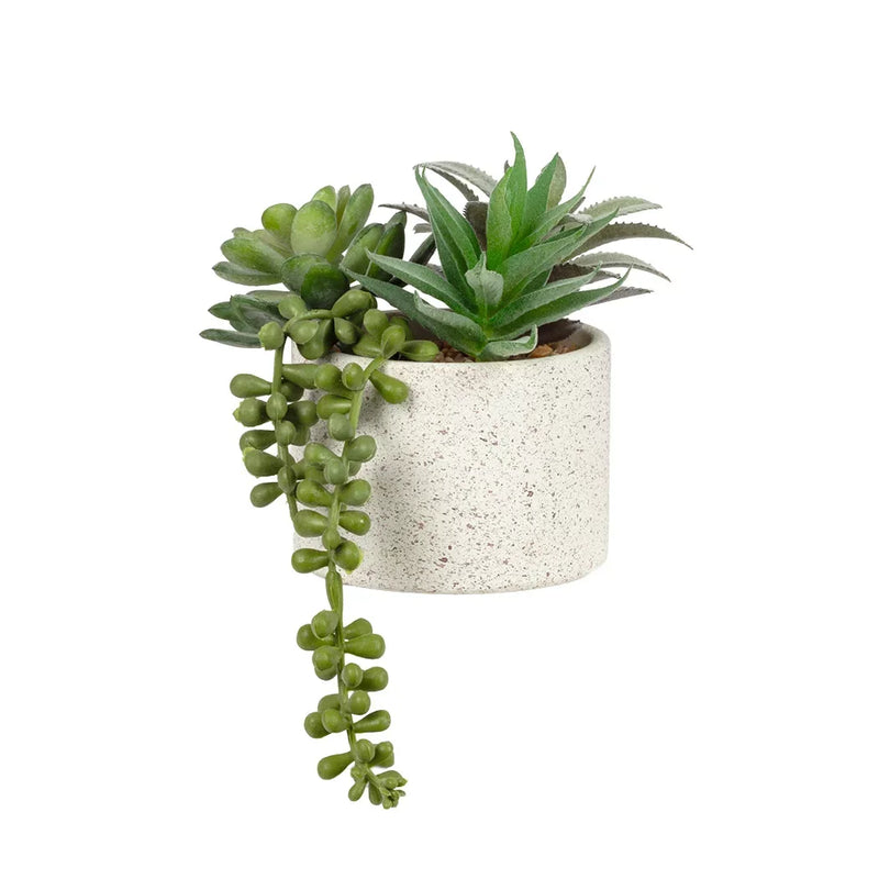 Potted Succulents - Trio Ceramic Small - Plant