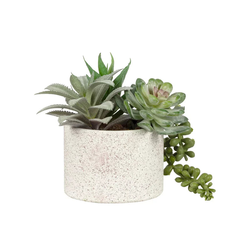 Potted Succulents - Trio Ceramic Small - Plant