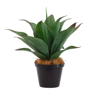 Potted Yucca - Dark Green - Herb Ball