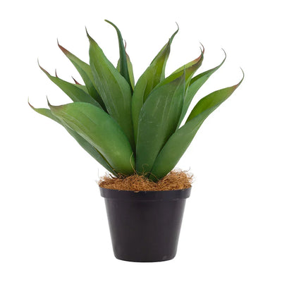 Potted Yucca - Slated - Herb Ball