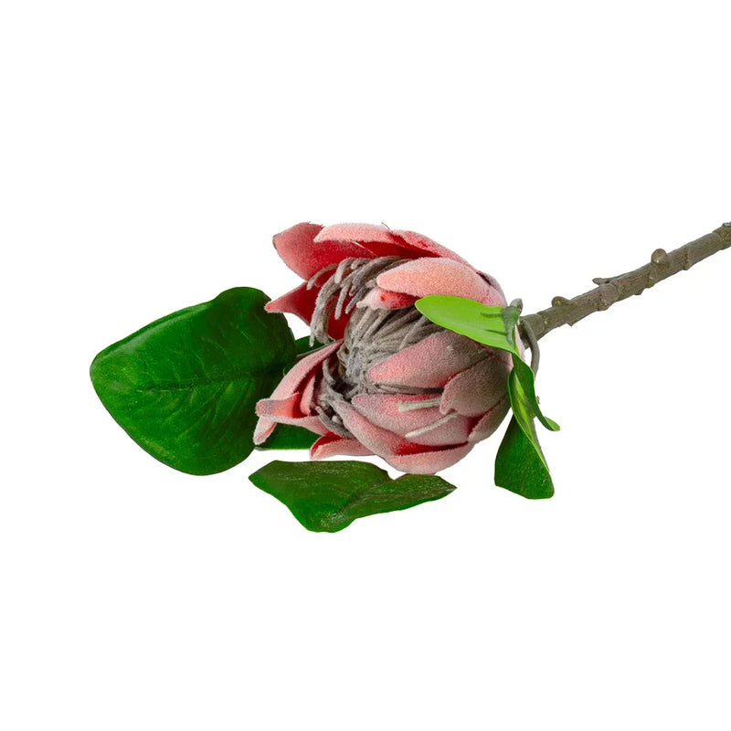 Protea - Baby Cynaroides 45cm - Greenery