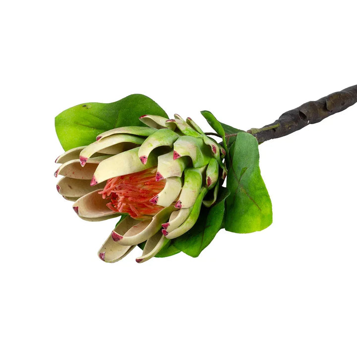Protea - Large Young 70cm - Greenery