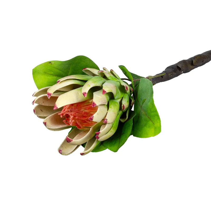 Protea - Large Young 70cm - Greenery