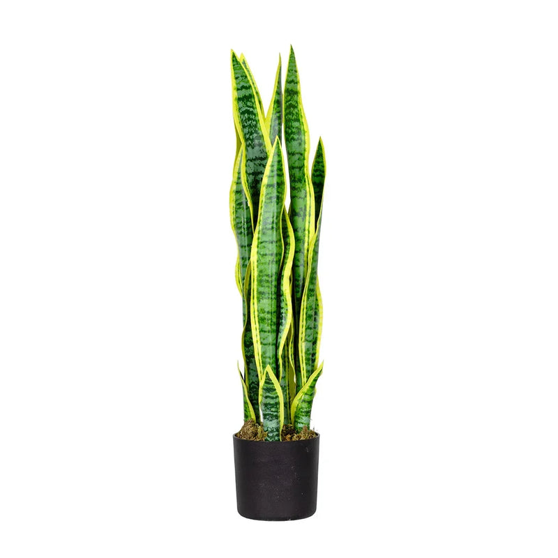 Sansevieria Plant 67cm - Plant