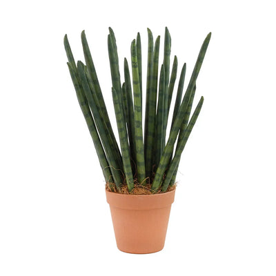 Spear Plant Potted 40cm - Herb Ball