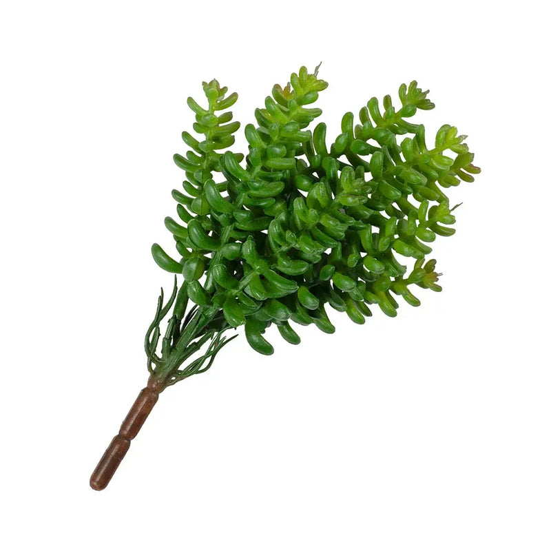 Succulent Bunch 18cm - Plant