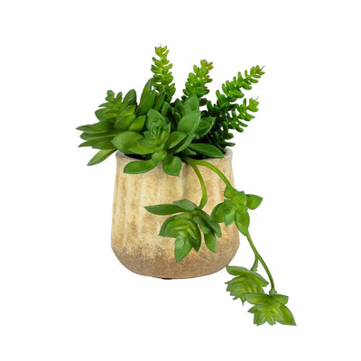 Succulent Bunch 18cm - Plant