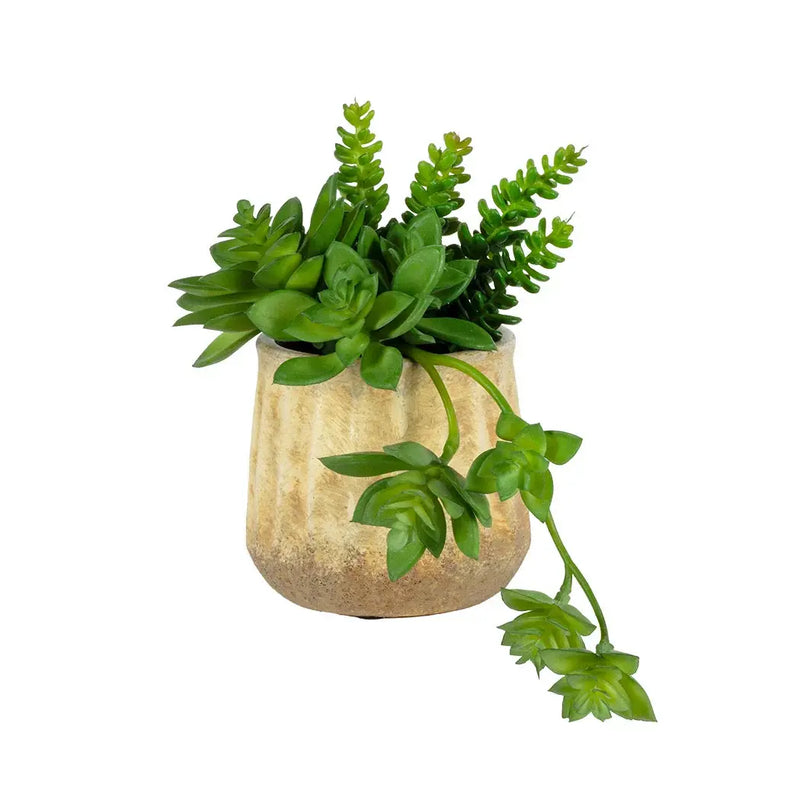 Succulent Bunch 18cm - Plant