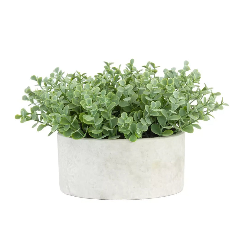 Succulent Bush - Potted 15cm [Markdown] - Herb Ball