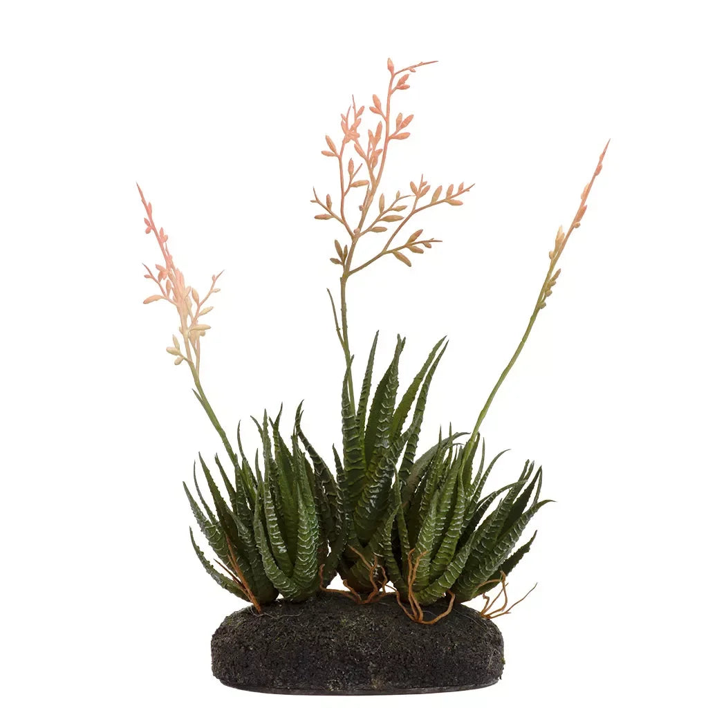 Succulent - Flowering on Base - Herb Ball