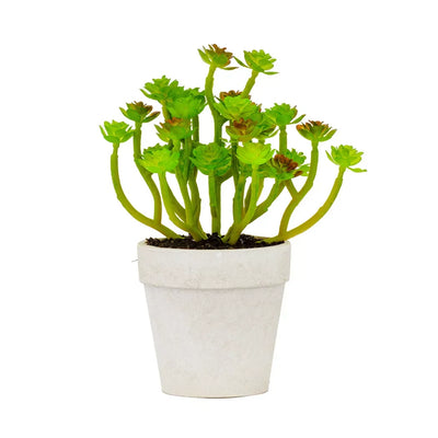 Succulent - Mini White Pot 18cm - Herb Ball