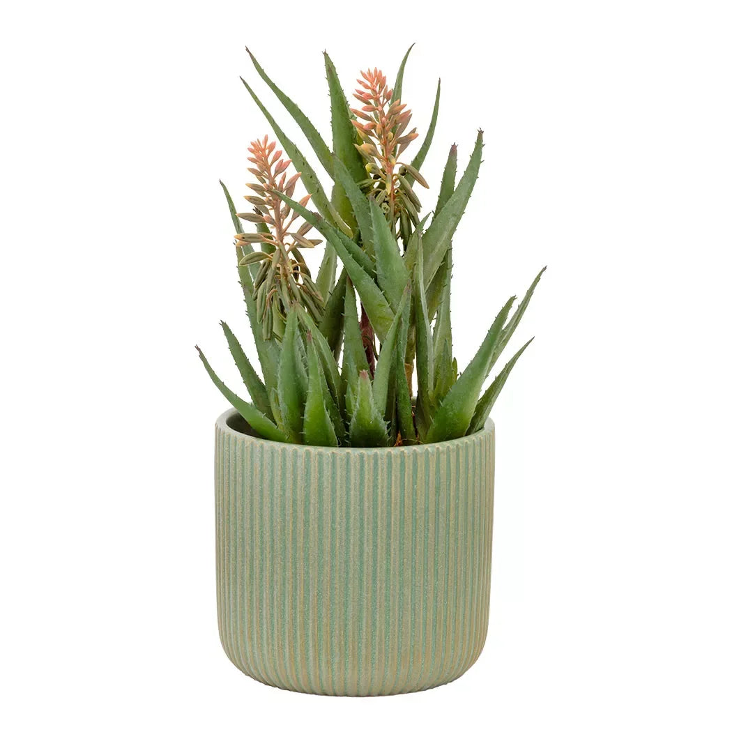 Succulent - Triple Aloe Flowering 36cm - Herb Ball