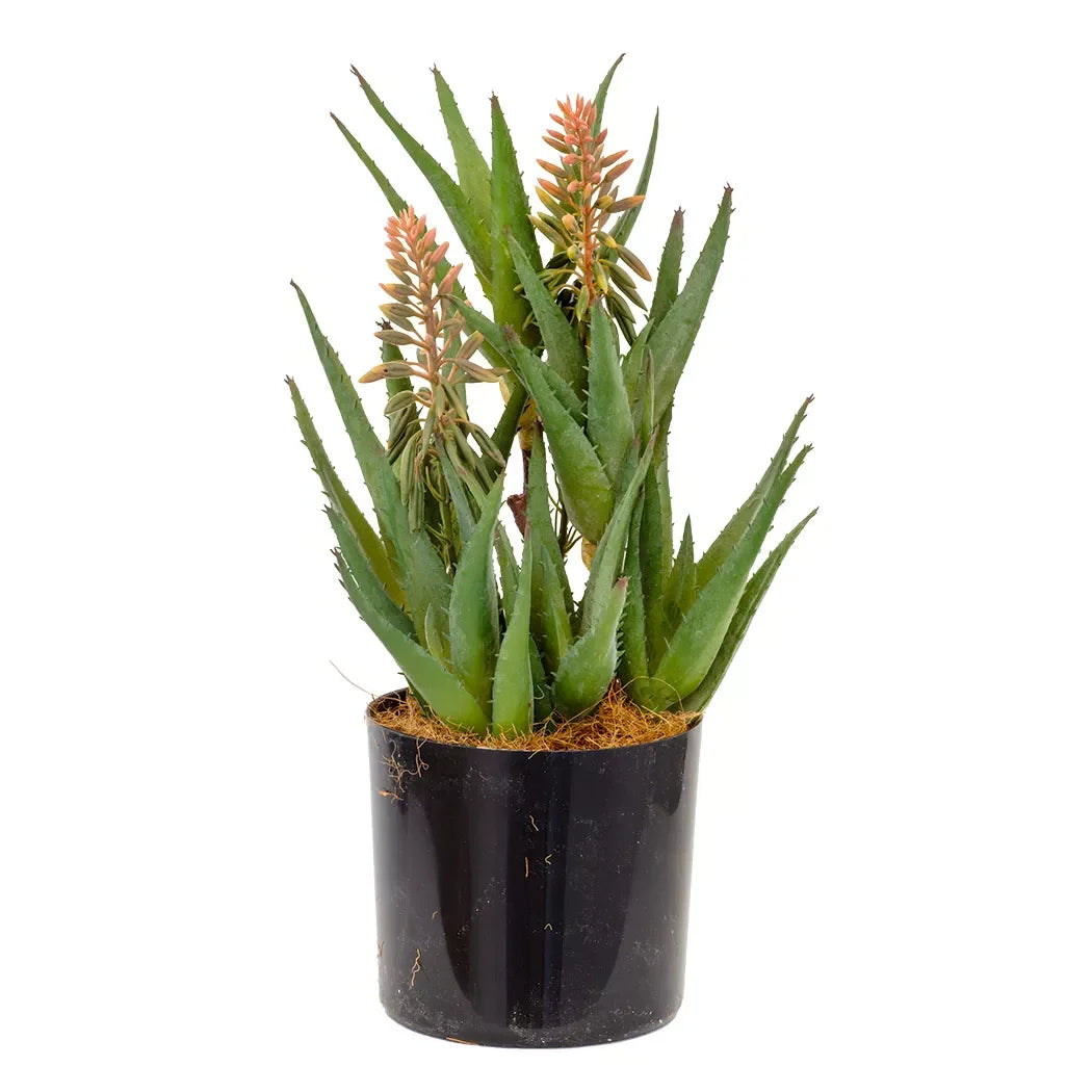 Succulent - Triple Aloe Flowering 36cm - Herb Ball