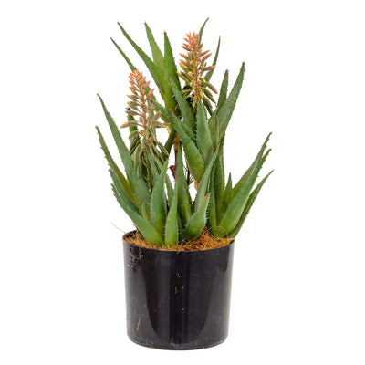 Succulent - Triple Aloe Flowering 36cm - Herb Ball