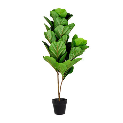 Tree- Banjo Fig 95cm - Plant