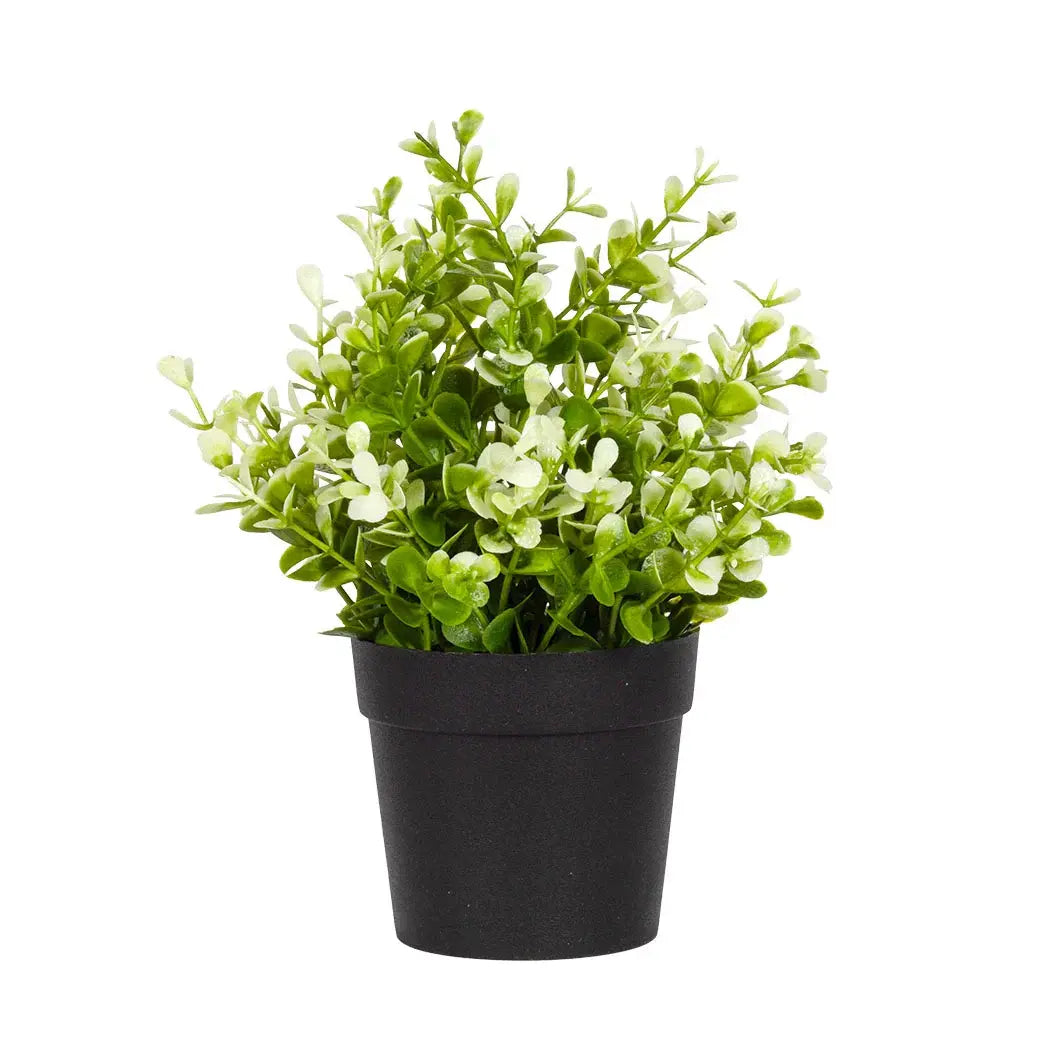 Varigated Leaves Plant 20cm - Plant