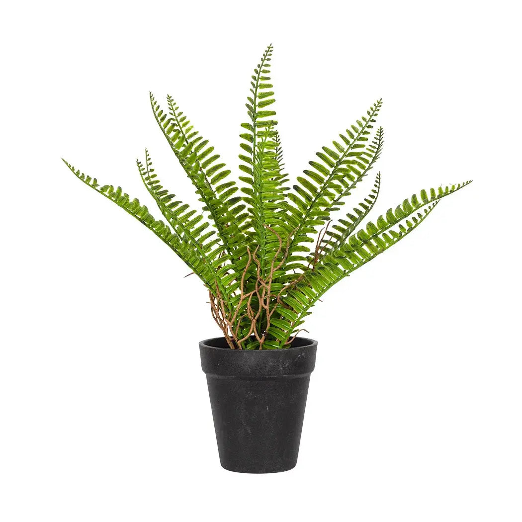 Woodlands Fern Medium 33cm - Plant