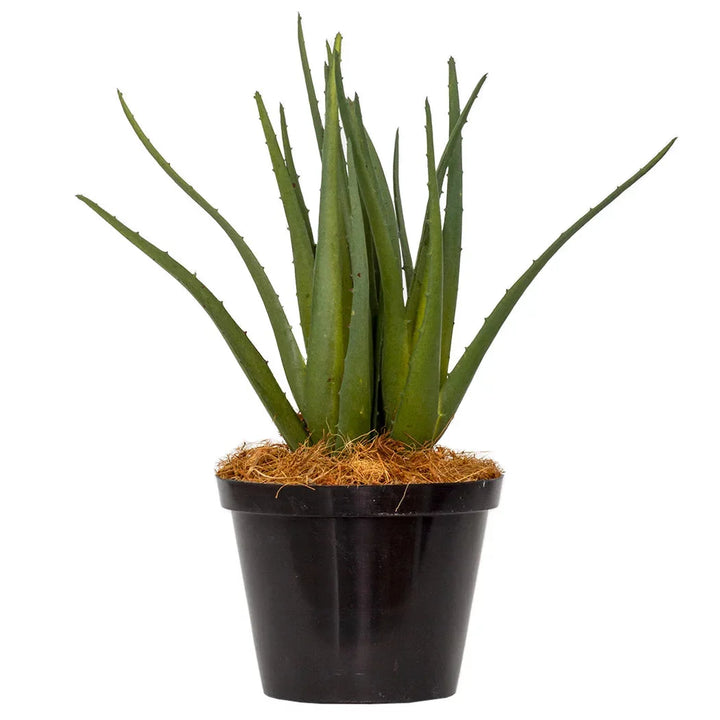 Aloe - Classic 28cm - Herb Ball