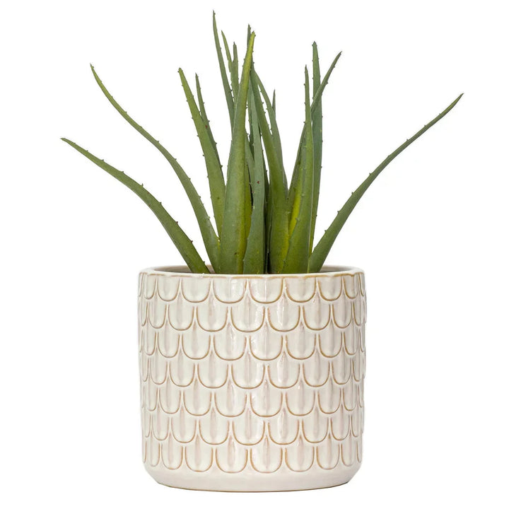 Aloe - Classic 28cm - Herb Ball