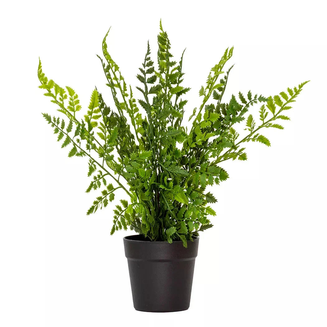 Asparagus Fern - 40cm - Herb Ball