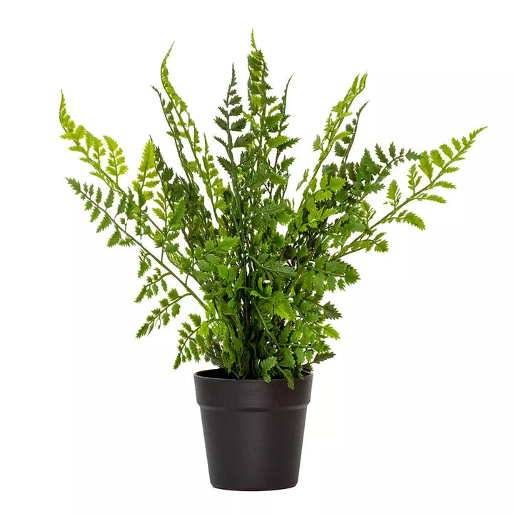 Asparagus Fern - 40cm - Herb Ball