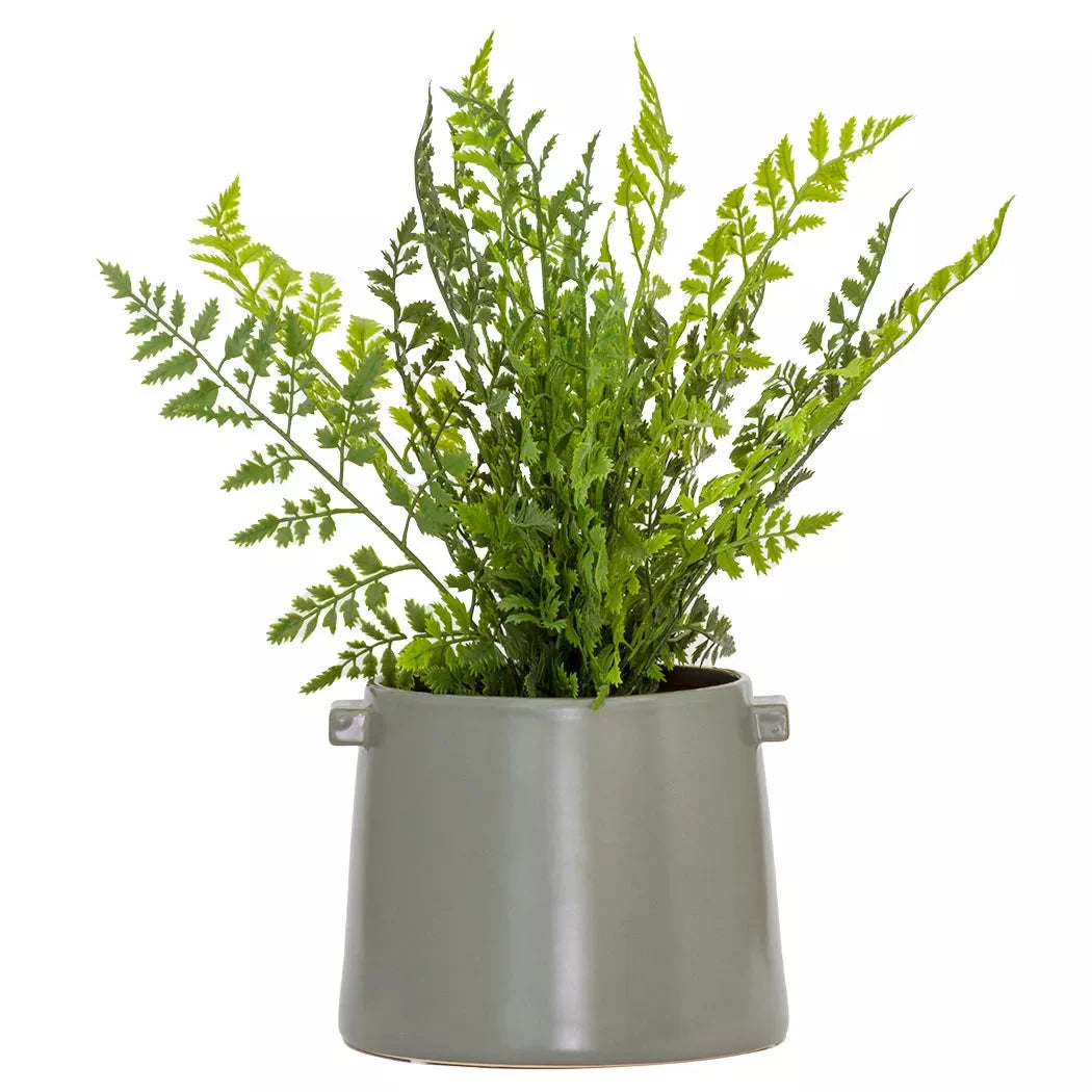 Asparagus Fern - 40cm - Herb Ball