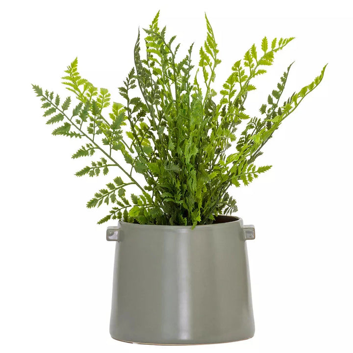 Asparagus Fern - 40cm - Herb Ball