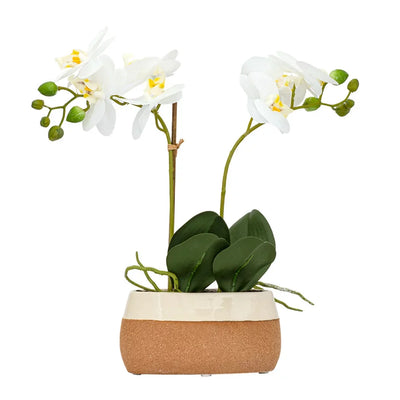 Orchid - Oval Potted Dual White 38cm - Herb Ball